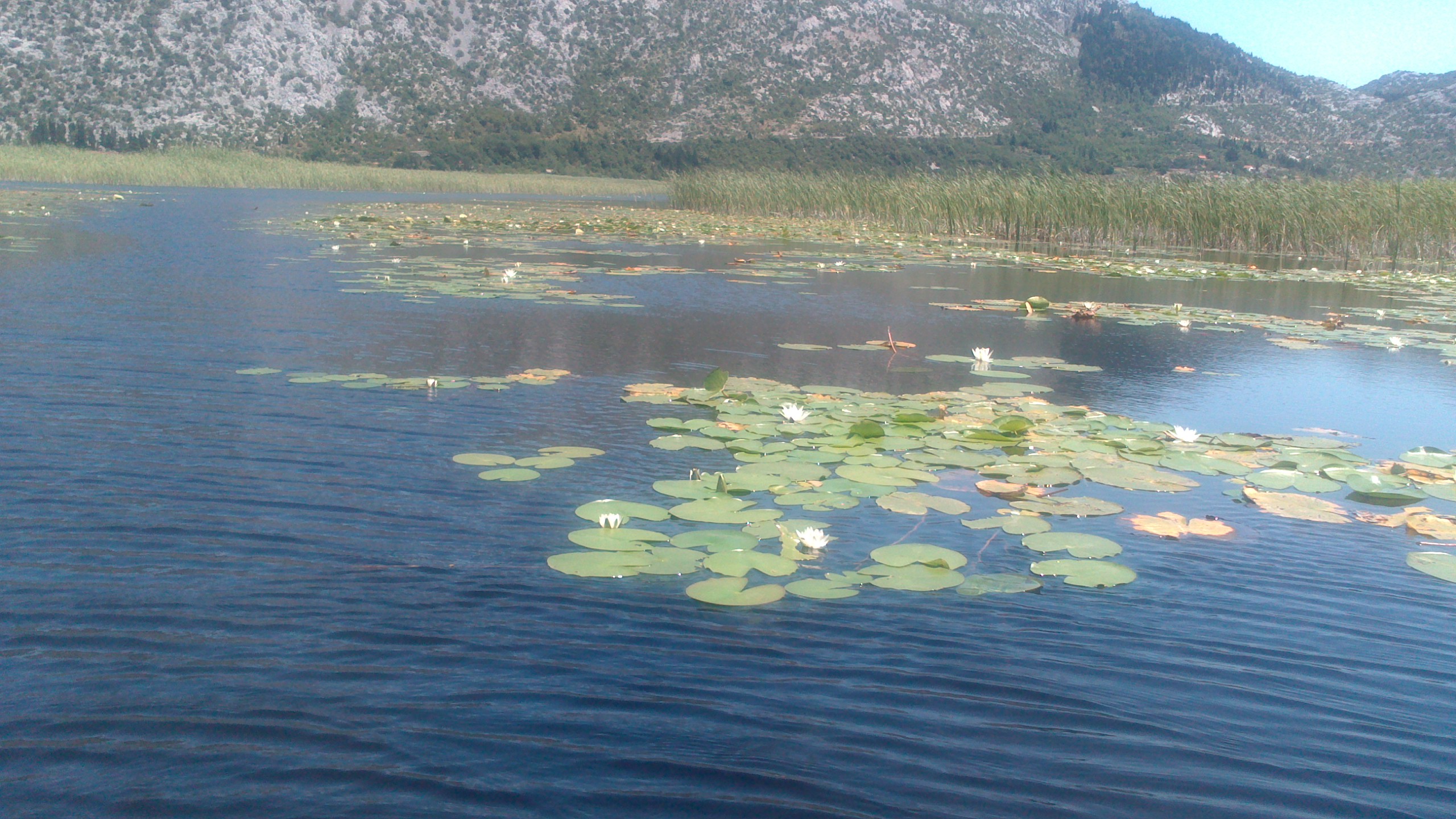 Nymphaea alba L.